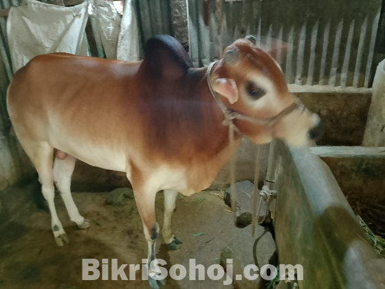 গরু